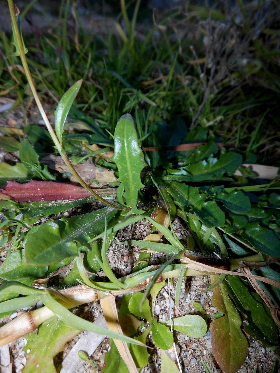 Crepis bellidifolia/Radicchiella a foglie di pratolina
